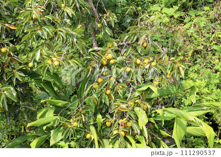 カキの実 111290537