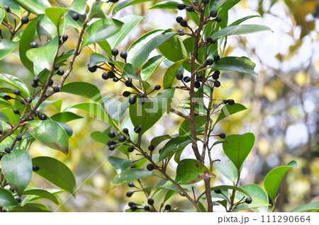 サカキの黒い実 サカキの黒い実 111290664