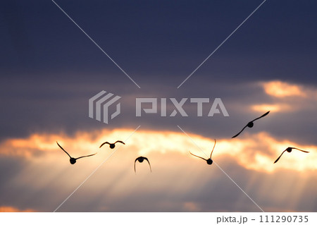夕日の空を飛ぶ水鳥　冬の夕空　飛行　　 111290735