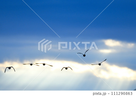 夕暮れ時の空を飛ぶ水鳥　冬空の飛行　　 111290863