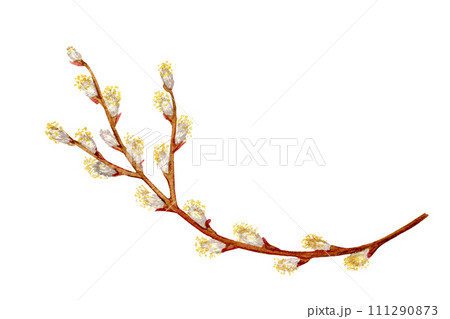branch of a blooming willow for Easter drawn in watercolor for holiday cards and decoration 111290873