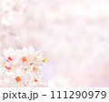 満開の桜の花とコピースペース（春イメージ背景素材） 111290979