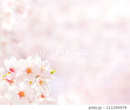 満開の桜の花とコピースペース（春イメージ背景素材） 111290979