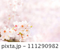 満開の桜の花とコピースペース（春イメージ背景素材） 111290982