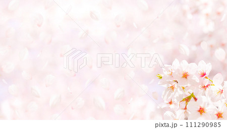桜の花と舞い散る花びらの春イメージ背景素材 111290985