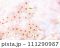 満開の桜の花（春イメージ素材） 111290987