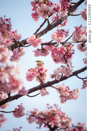 青空を背景にした熱海桜とメジロ 111290999
