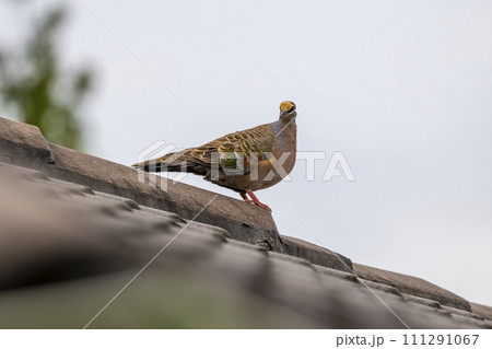 Photograph of a Pigeon standing on a tiled roof 111291067