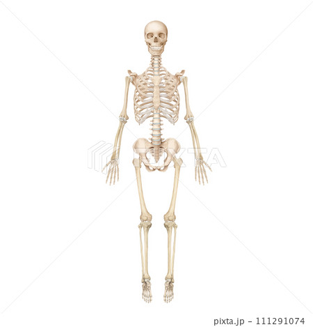 skeleton 111291074