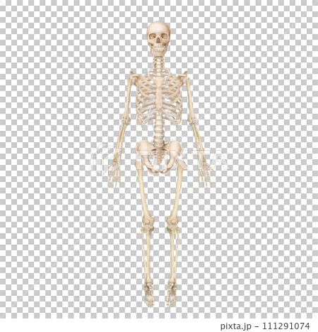skeleton 111291074