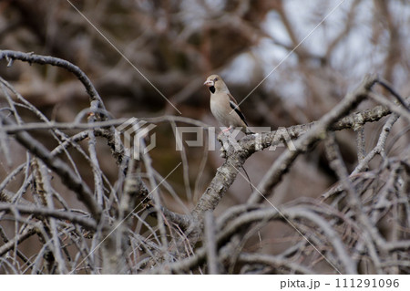 枝に止まるアトリ科シメ 枝に止まるアトリ科シメ 111291096