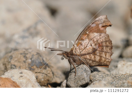 テングチョウ 111291272