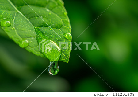 水滴のついた「AI生成画像」 111291308