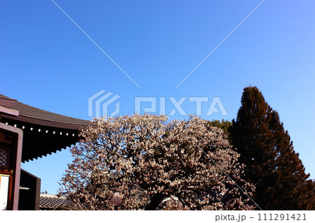 快晴の青空と福蔵院に咲いた梅の花（4） 111291421