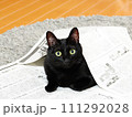 新聞紙から顔をだす目がパッチリな黒猫 111292028