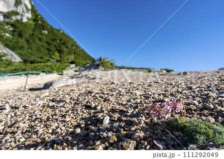 砂礫地に咲く駒草 111292049