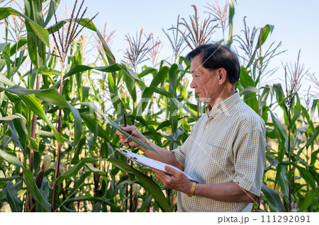 A senior, experienced Asian male farmer or agronomist is working in a corn field. 111292091