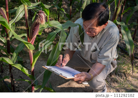 An experienced Asian male farmer working in a corn field, checking the quality of the corn crops. An experienced Asian male farmer working in a corn field, checking the quality of the corn crops. 111292102