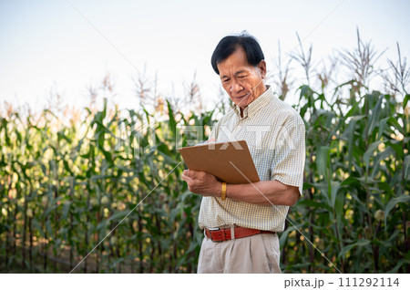A senior farmer or corn farm owner working in a corn field, inspecting the quality of corn corps. 111292114