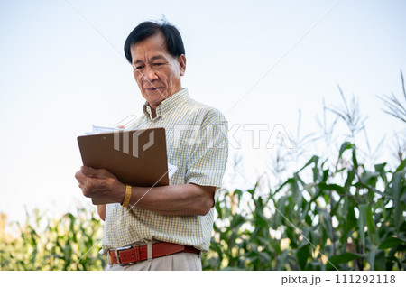 A senior farmer or corn farm owner working in a corn field, inspecting the quality of corn corps. 111292118