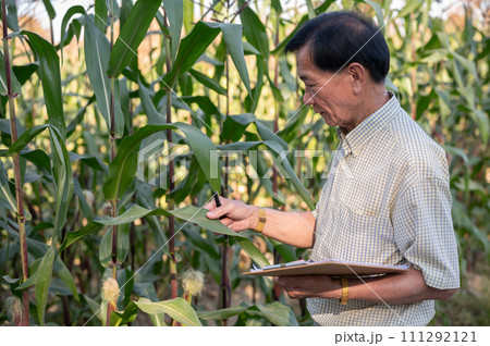 Senior, experienced male farmer or corn field owner inspecting his corn corps before harvesting. Senior, experienced male farmer or corn field owner inspecting his corn corps before harvesting. 111292121