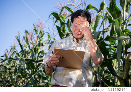 A tired and overworked senior Asian male farmer working in his corn field on a sunny day. A tired and overworked senior Asian male farmer working in his corn field on a sunny day. 111292144