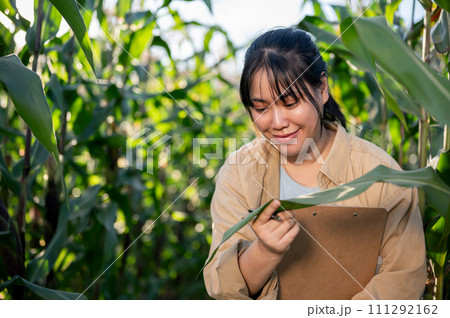 A young, satisfied Asian female agronomist or farmer is working in a corn field. 111292162
