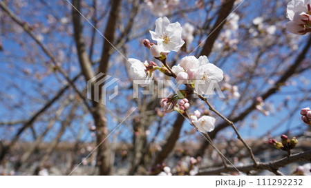 春の訪れを告げる桜 春の訪れを告げる桜 111292232