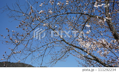 青空に映える桜 青空に映える桜 111292234