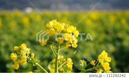 菜の花畑に咲く菜の花 111292242