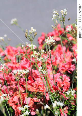 白い畑韮の花（ツツジの花のそばで） 111292407