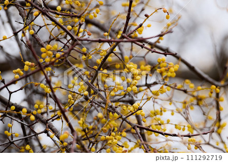 ホザキヤドリギ_2 ホザキヤドリギ_2 111292719