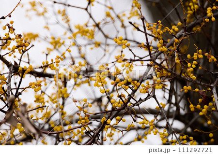 ホザキヤドリギ_3 111292721