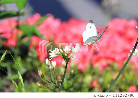 畑韮（ハタケニラ）の蜜を吸うモンシロチョウ 111292790