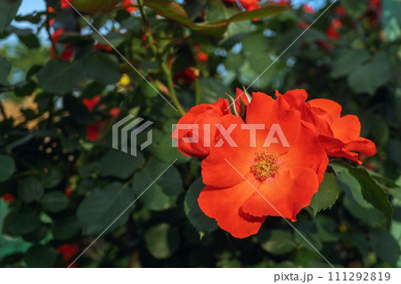 右下に赤いバラをクローズアップ 右下に赤いバラをクローズアップ 111292819