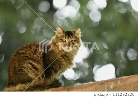 さくら猫 111292826
