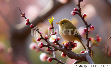 梅とうぐいす 梅とうぐいす 111293103