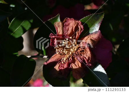 サザンカの花後の雄しべと雌しべ サザンカの花後の雄しべと雌しべ 111293133