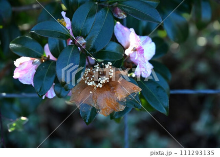サザンカの花後の雄しべと雌しべ サザンカの花後の雄しべと雌しべ 111293135