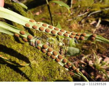 着生植物「ノキシノブ」の葉裏の胞子嚢 111293526