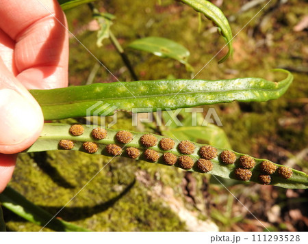 着生植物「ノキシノブ」の葉裏の胞子嚢(表と裏) 着生植物「ノキシノブ」の葉裏の胞子嚢(表と裏) 111293528