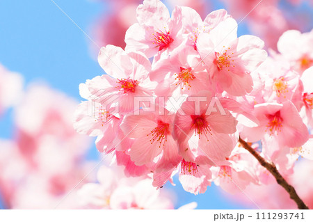 桜の花(陽光) 桜の花(陽光) 111293741