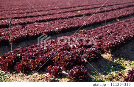 Red lettuce growing on the field 111294339