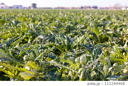 View of an artichoke growing on an plantation 111294408