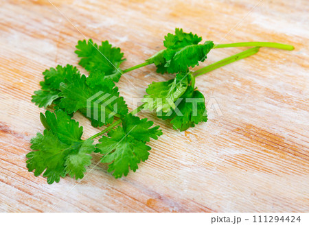 Fresh cilantro herbs on wooden table Fresh cilantro herbs on wooden table 111294424