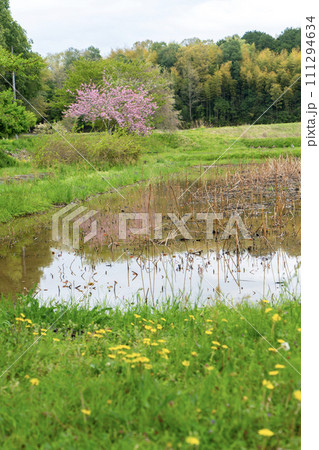 八重桜と蓮根畑とタンポポと 八重桜と蓮根畑とタンポポと 111294634