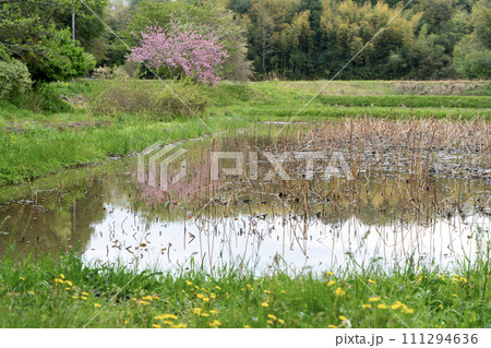 八重桜と蓮根畑とタンポポと 八重桜と蓮根畑とタンポポと 111294636