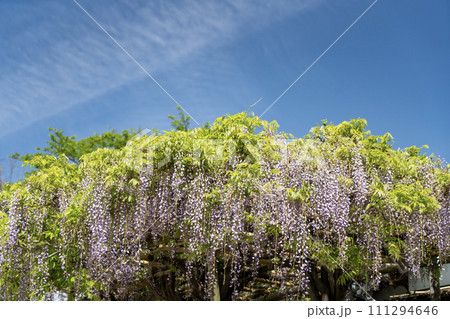 藤の花と白い雲 藤の花と白い雲 111294646