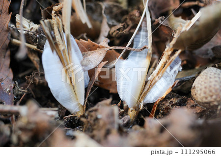 冬の早朝のシモバシラという植物の根元の茎に出来る氷の華 111295066