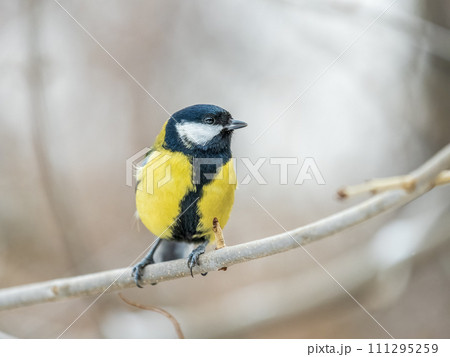 Cute bird Great tit, songbird sitting on the branch with blurred background 111295259